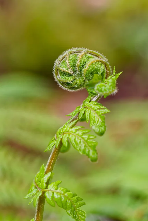 Fiddlehead fern