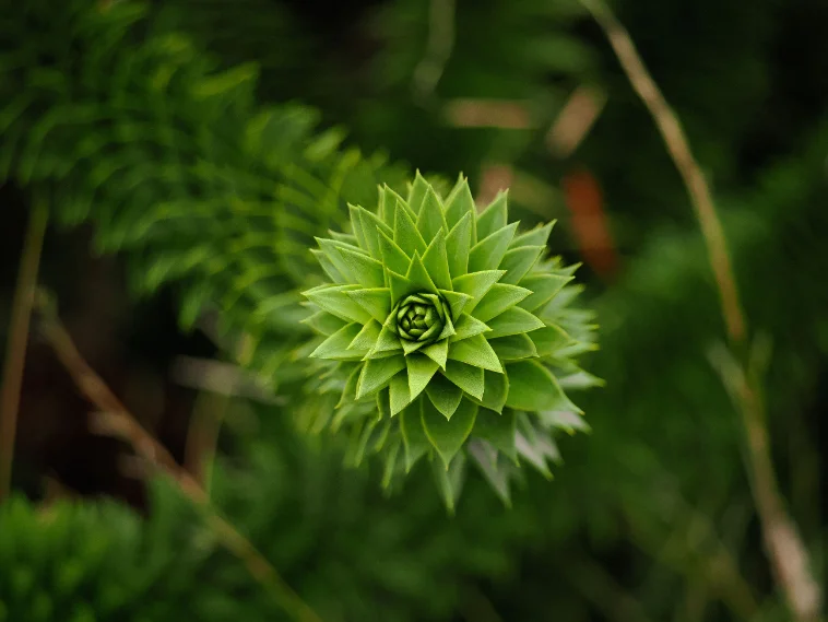Fibonacci spiral