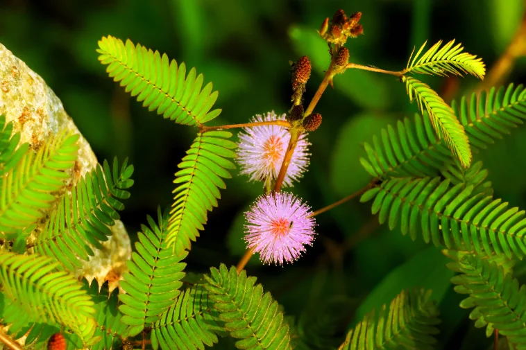 Mimosa pudica